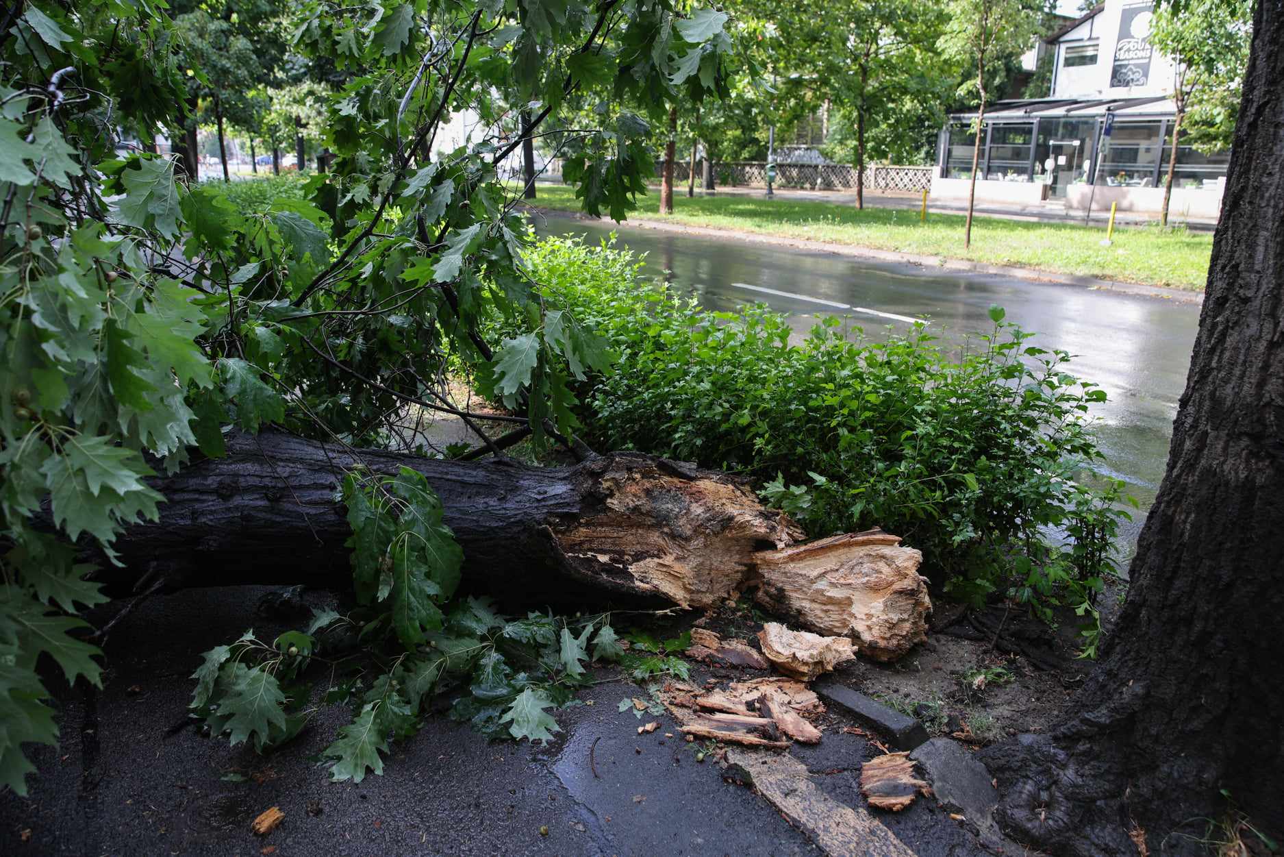 Zeci de copaci căzuți în București, vineri dimineață, după o vijelie. Capitala s-a aflat două ore sub alertă meteo de furtună