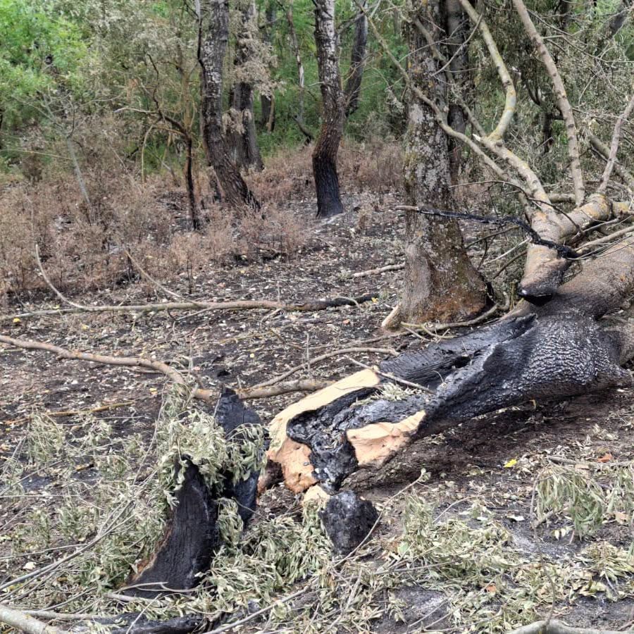 Ce este incendiul subteran care afectează Parcul Natural Lunca Mureșului, acolo unde copacii iau foc din senin