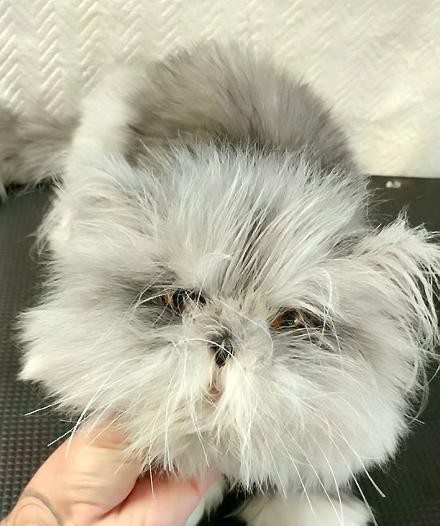Pisică sau cățel? Ce crezi că este animalul din imagine | FOTO