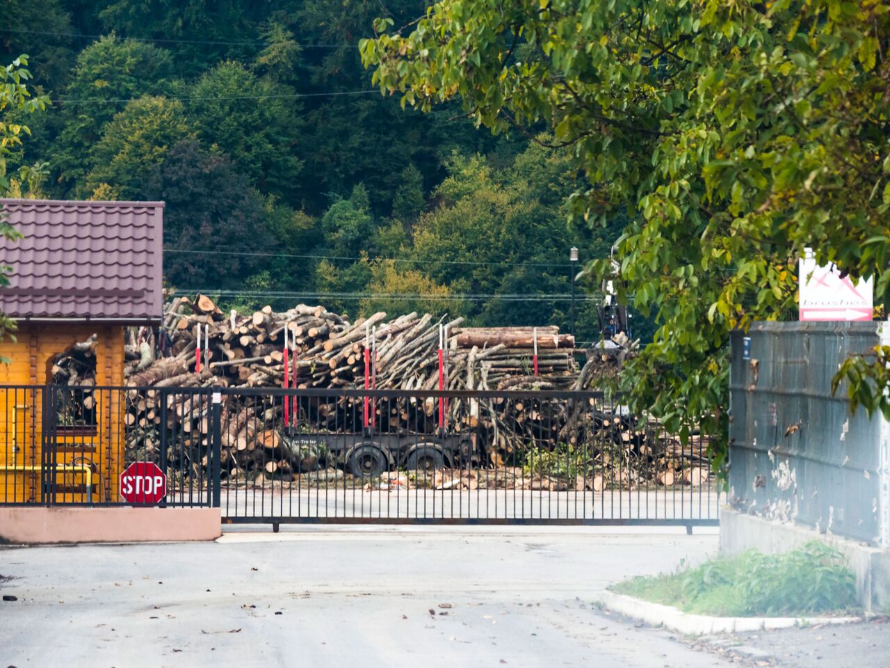 Anchetă a unei agenții americane de investigații: Defrișările din România, făcute semi-legal cu girul autorităților locale