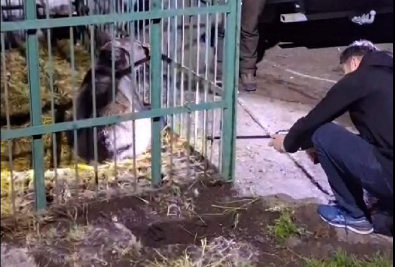 Ce s-a întâmplat cu ursul care a speriat Câmpina după ce a fost prins de polițiști