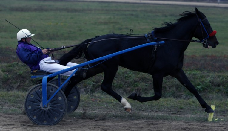 Vijelie a câștigat “Derby-ul de Trap” de la Mangalia. Povestea murgului