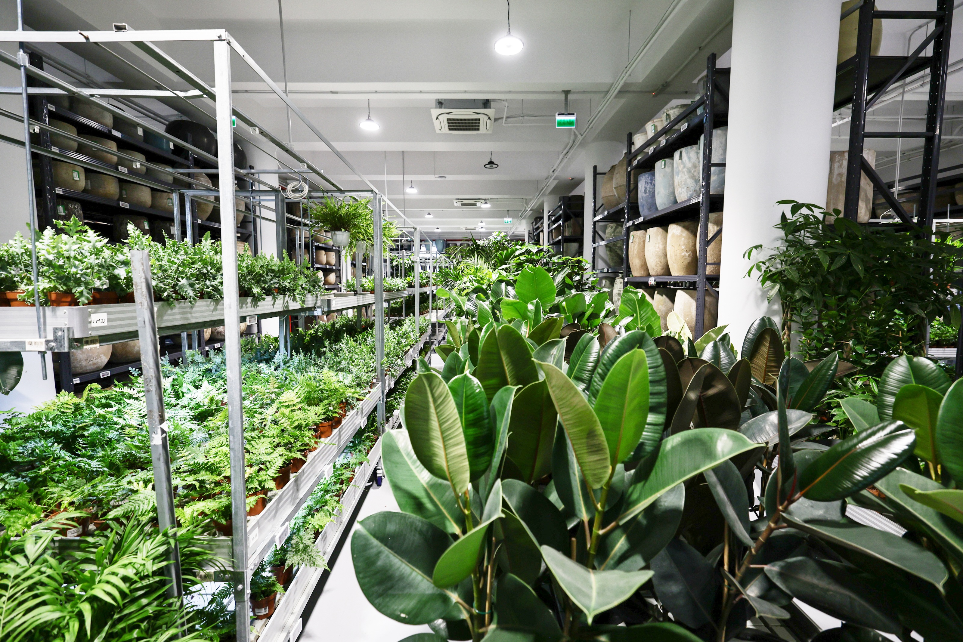 Mall-ul de plante din București are cinci niveluri cu peste 1.200 de soiuri, ghivece inteligente și un mesteacăn artificial care costă cât un apartament