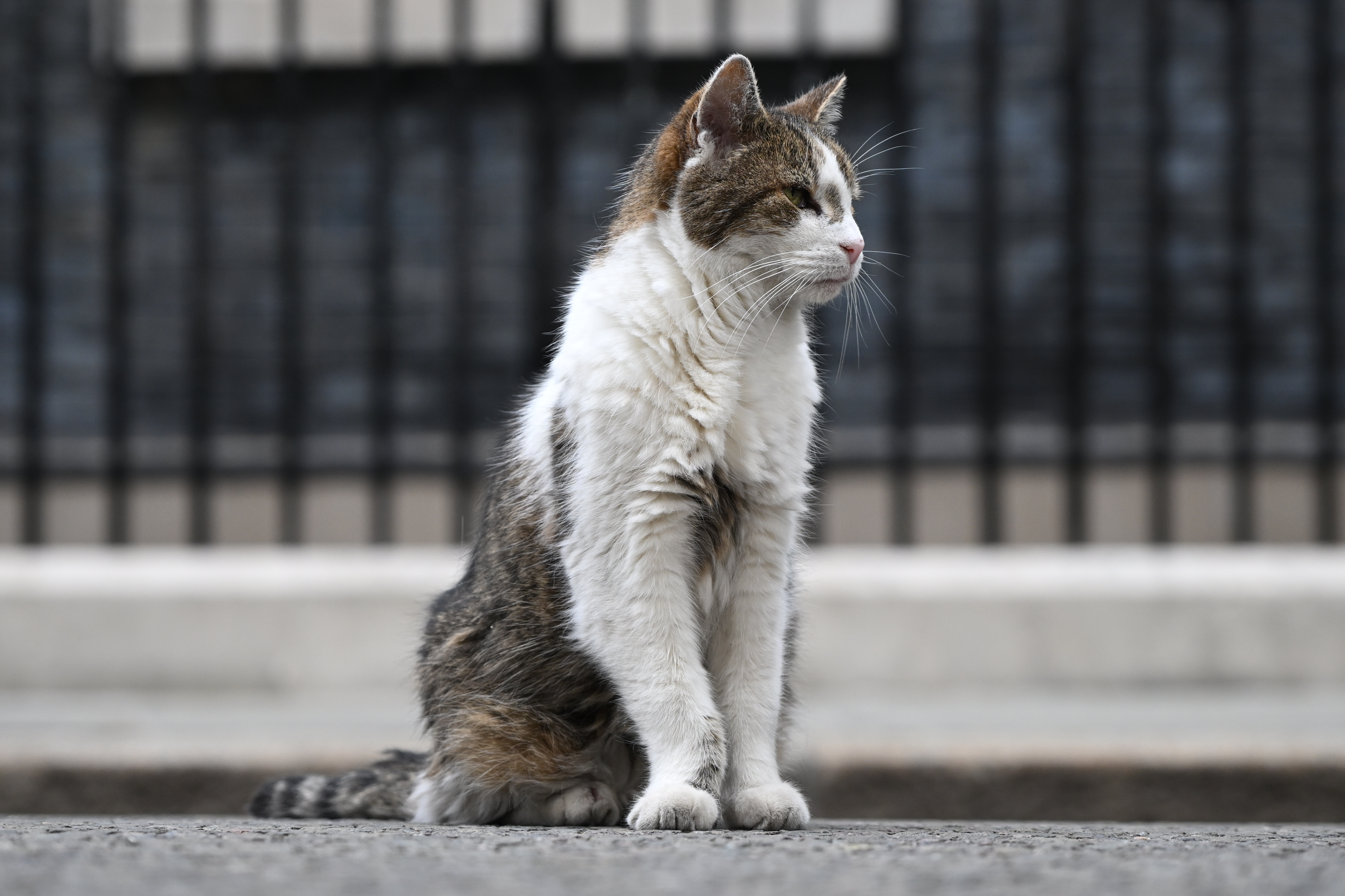 „Politicienii vin și pleacă, pisicile rămân”: Motanul Larry a ajuns la al șaptelea premier cu care împarte reședința de la 10 Downing Street