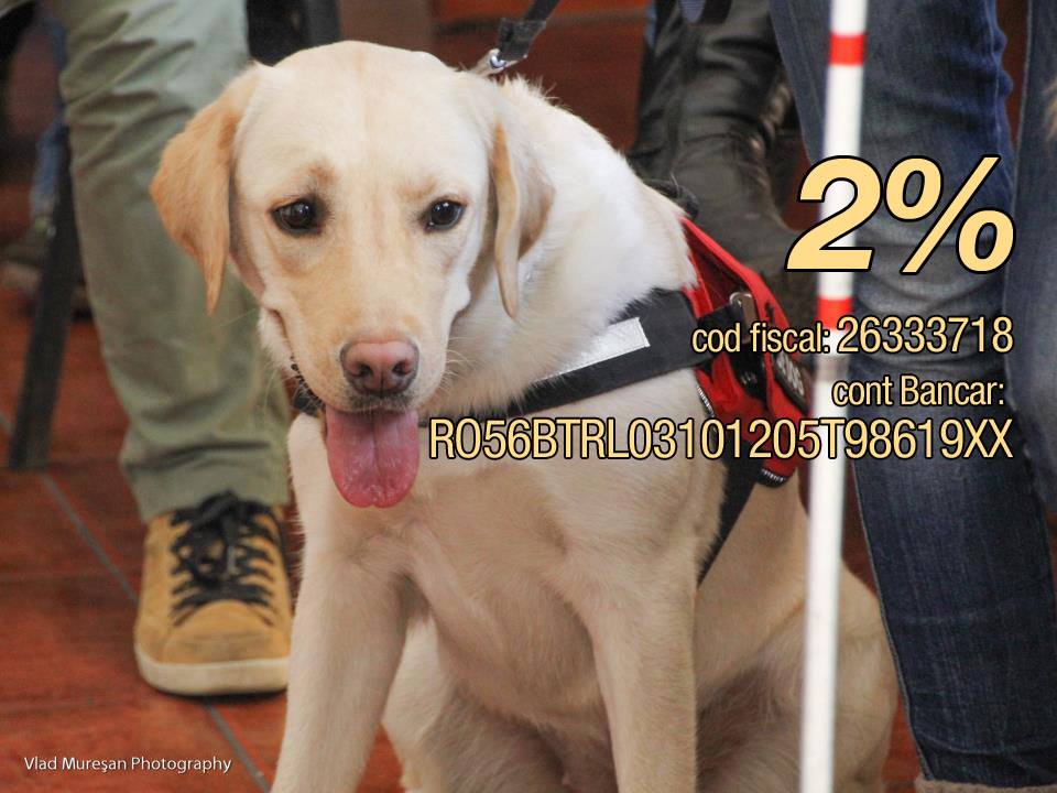 REPORTAJ/ Câinii-ghid sunt salvarea nevăzătorilor. Daria și Daisy sunt o echipă cu o singură pereche de ochi /FOTO