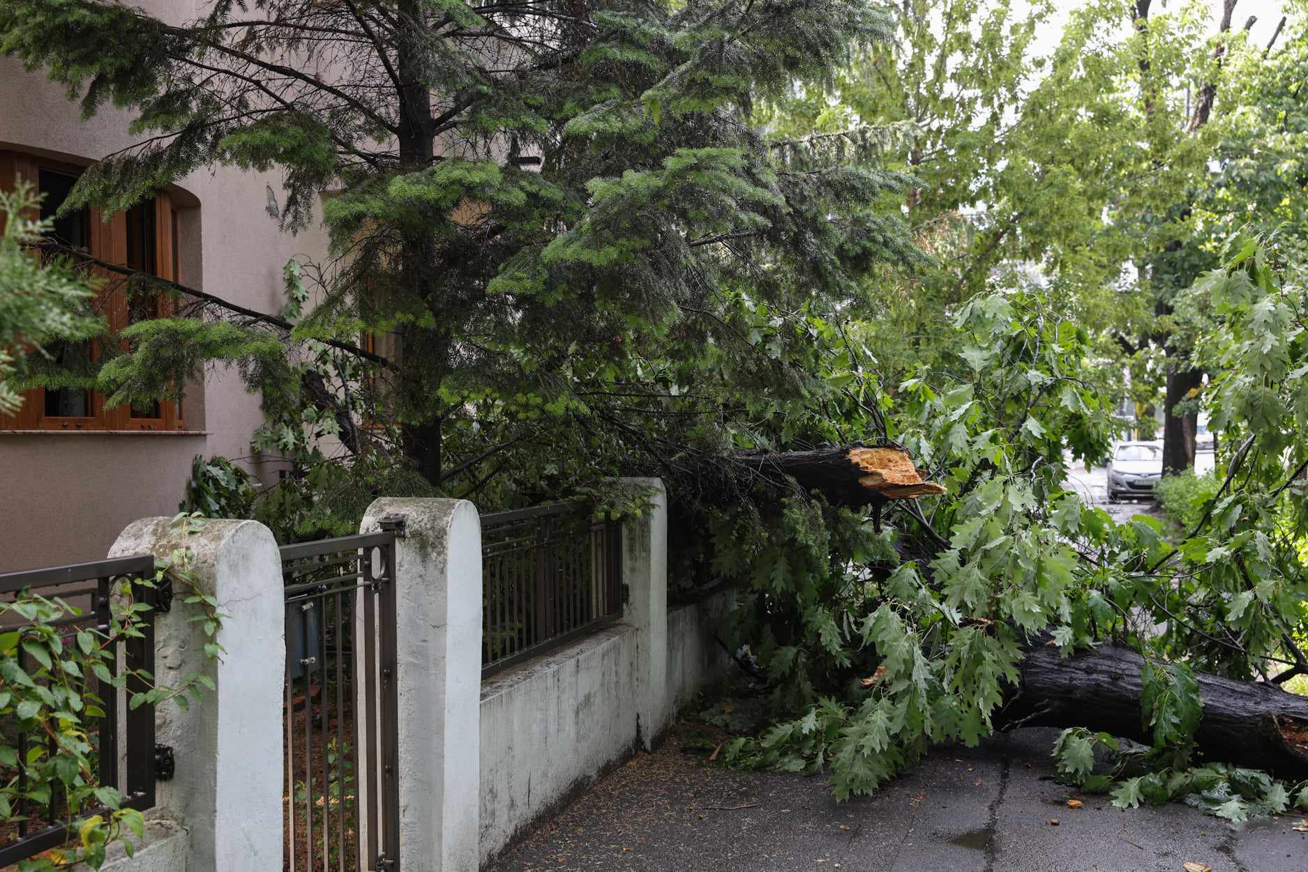 Zeci de copaci căzuți în București, vineri dimineață, după o vijelie. Capitala s-a aflat două ore sub alertă meteo de furtună