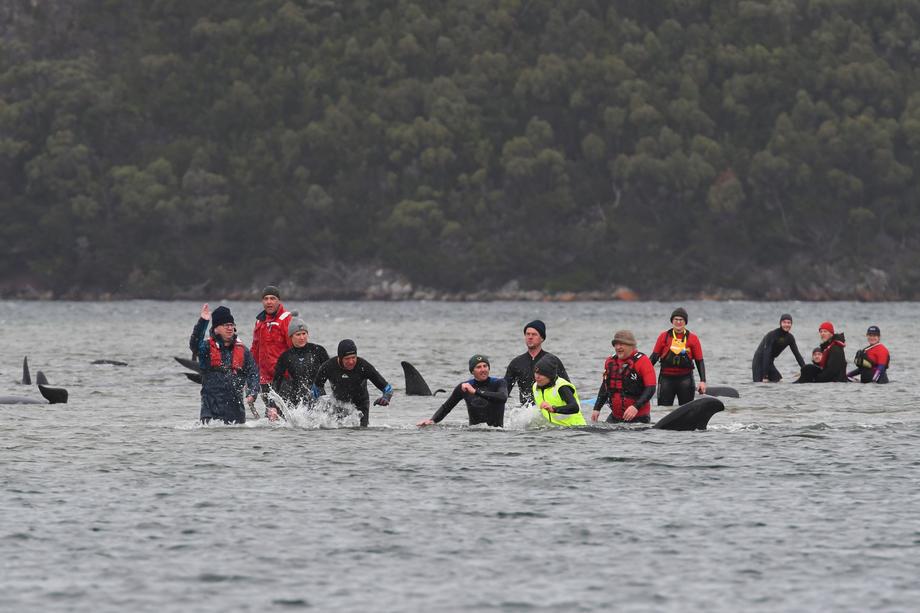 VIDEO | Salvatorii australieni se luptă de zile întregi să salveze zeci de balene-pilot eșuate. 350 au murit până acum