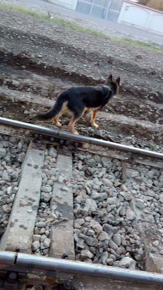 Câine legat cu lanțul de calea ferată de către un bătrân din Neamț supărat că animalul lătra și ataca găinile - FOTO