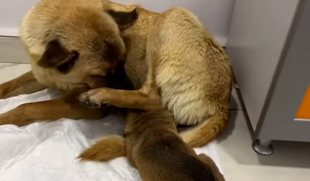 O cățelușă fără adăpost și-a dus singură puiul bolnav la veterinar. Imaginile au devenit virale