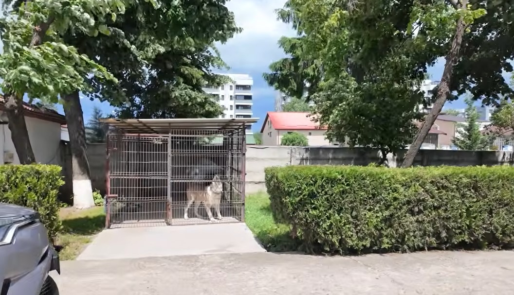 Imagini rare cu proprietatea lui Nuțu Cămătaru. Cum arată domeniul din Ferentari unde sunt crescuți cai și animale exotice