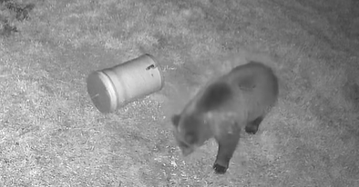 Medve járkál az erdei pihenőnél a Bükkben – Ezt tegyük, ha szembejön a veszélyes állat