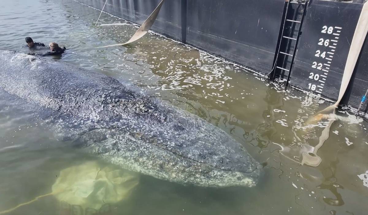 Timmy, balena blocată de două luni în apele Germaniei, a fost eliberată în Marea Nordului