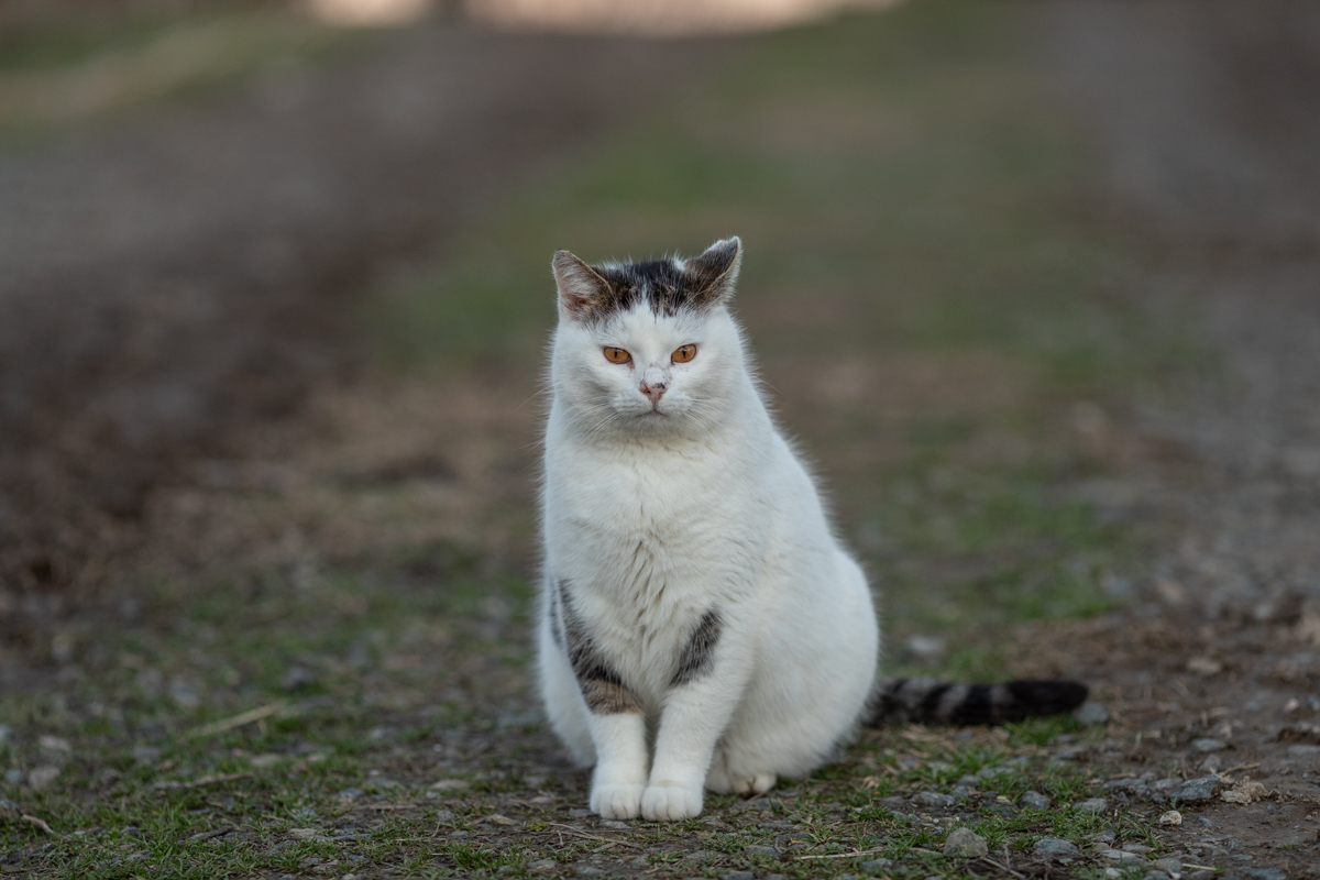 Proprietarul cailor maltratați de la Techirghiol îi poate lua înapoi după 45 de zile, dacă dovedește că sunt ai lui. „Procurorul Țucă, un mare iubitor de animale”