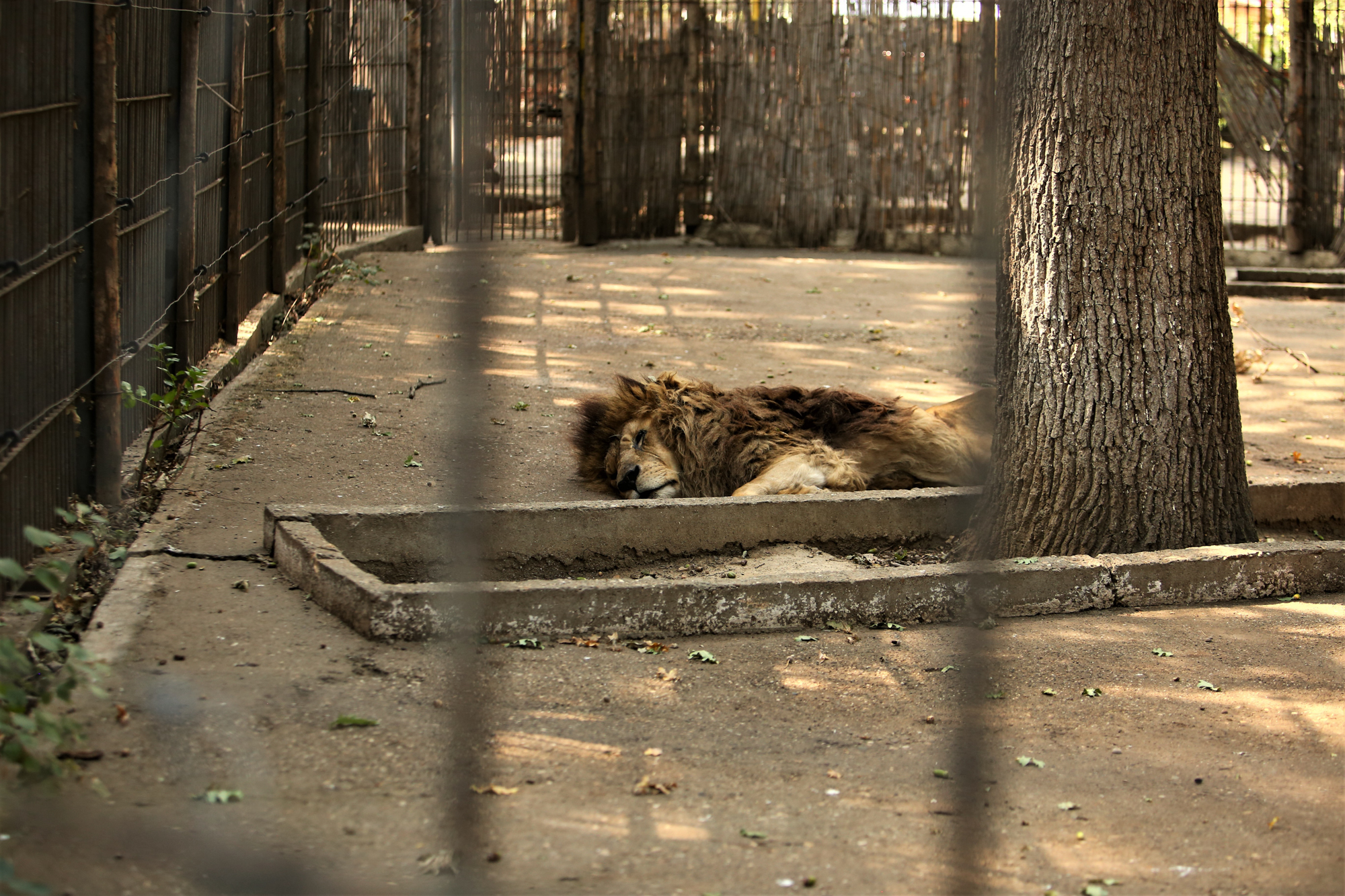 REPORTAJ. Grădina Zoologică din Brăila - în vizită la „pușcăria animalelor”: Vietăți apatice, mâncare puţină, apă în cauciucuri de maşină