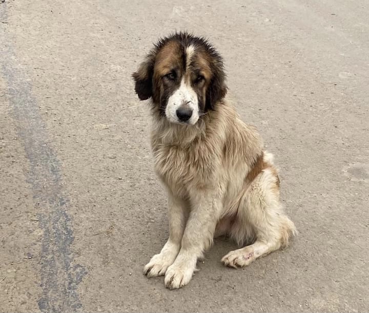 Polițiștii din Cluj i-au găsit stăpân unui câine care a stat cu ei în stradă în timp ce păzeau o localitate carantinată
