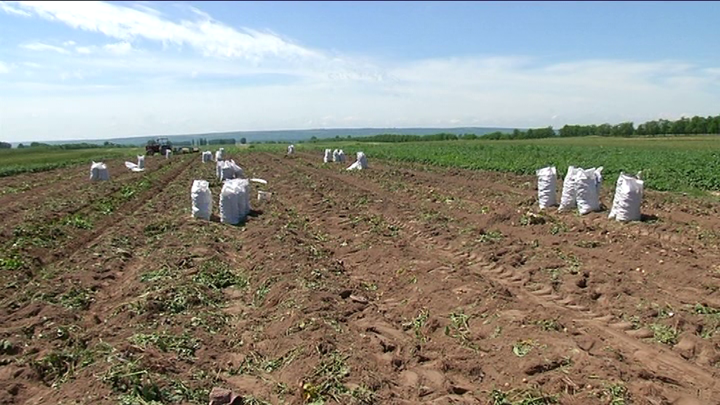 REPORTAJ/ Cartoful timpuriu din Călărași de Dolj a ajuns deja pe mesele europenilor. ”Producția noastră e mai mult decât bio, că băgăm bălegar”