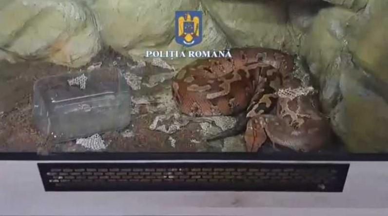 Șerpi, tarantule și scorpioni, într-un apartament din Ploiești: peste 150 de animale au fost găsite în casa unui tânăr. Ce le-a motivat polițiștilor