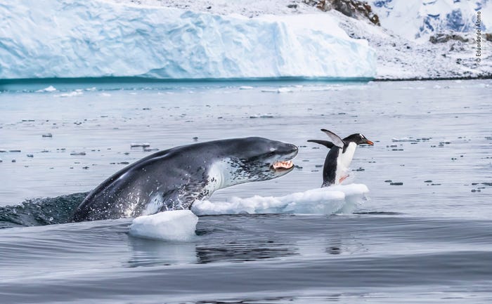 Imagini spectaculoase care surprind viaţa sălbatică: pinguinul care fuge pe apă și țestoasa sugrumată de o funie