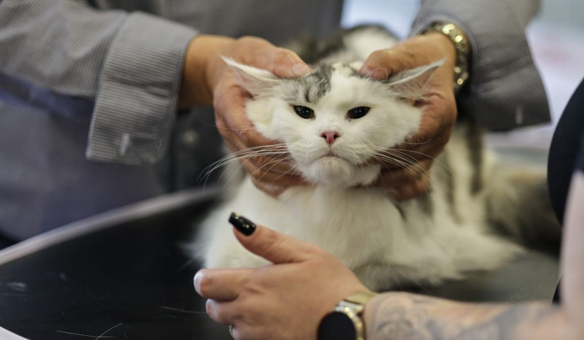 Expoziție de pisici la București: O nouă rasă de pisici va fi prezentată, în premieră, în România la evenimentul dedicat felinelor