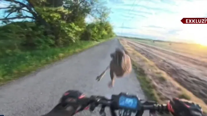 Nyúl ugrott egy rolleres arcába Százhalombattánál, brutális esés lett belőle – Videón az elképesztő jelenet
