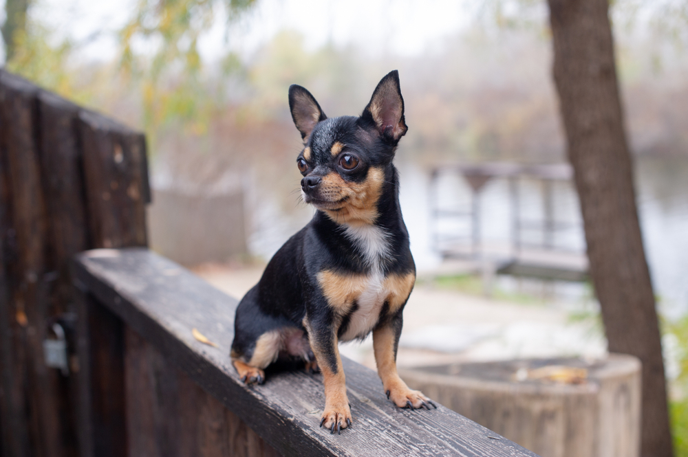 Chihuahua - Personalitate și caracteristici. Cum se dresează cel mai mic câine din lume