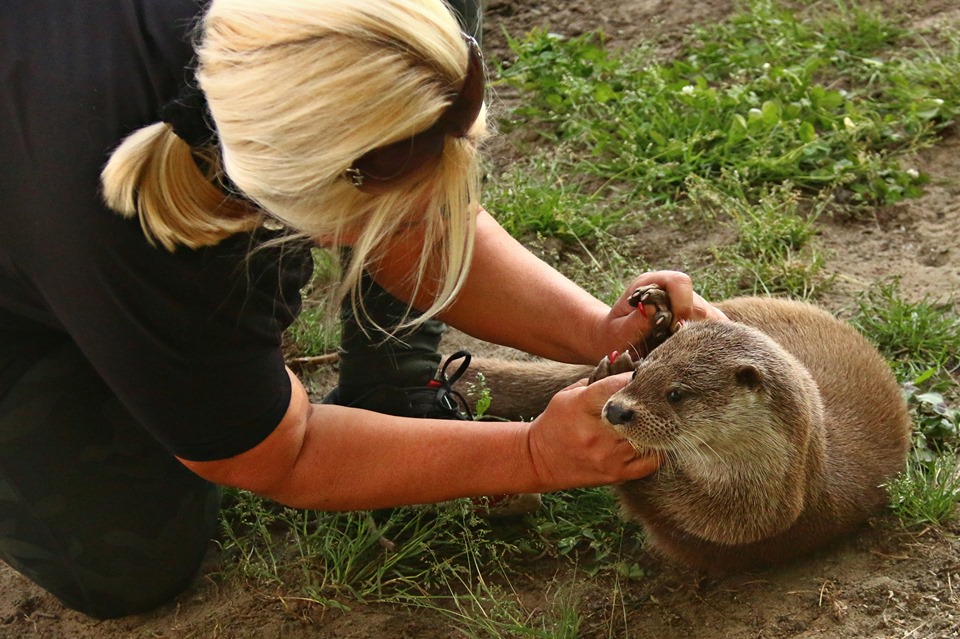 Halottkereső vidrákat használ az amerikai rendőrség - Magyarországon is bevethetők lehetnek