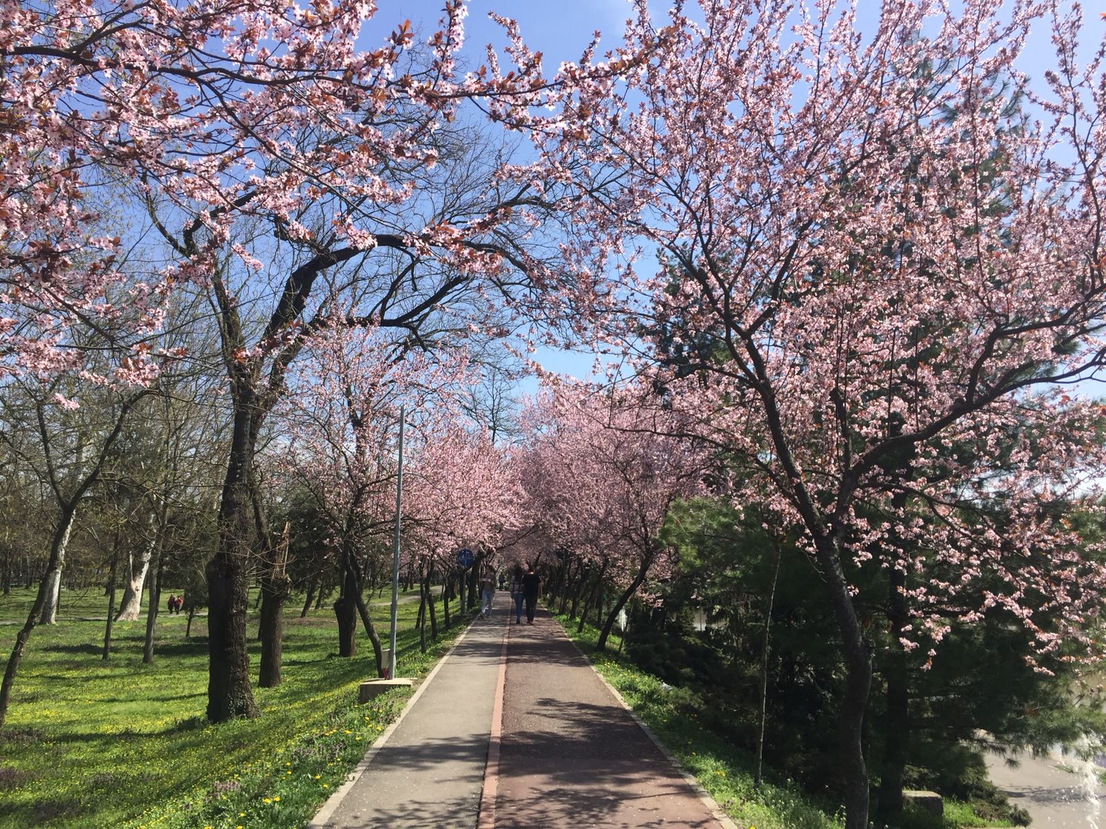 TURIST ÎN ȚARA MEA/ Timișoara înflorește odată cu primăvara. Mica Vienă, orașul premierelor cu o alură aparte de Paști