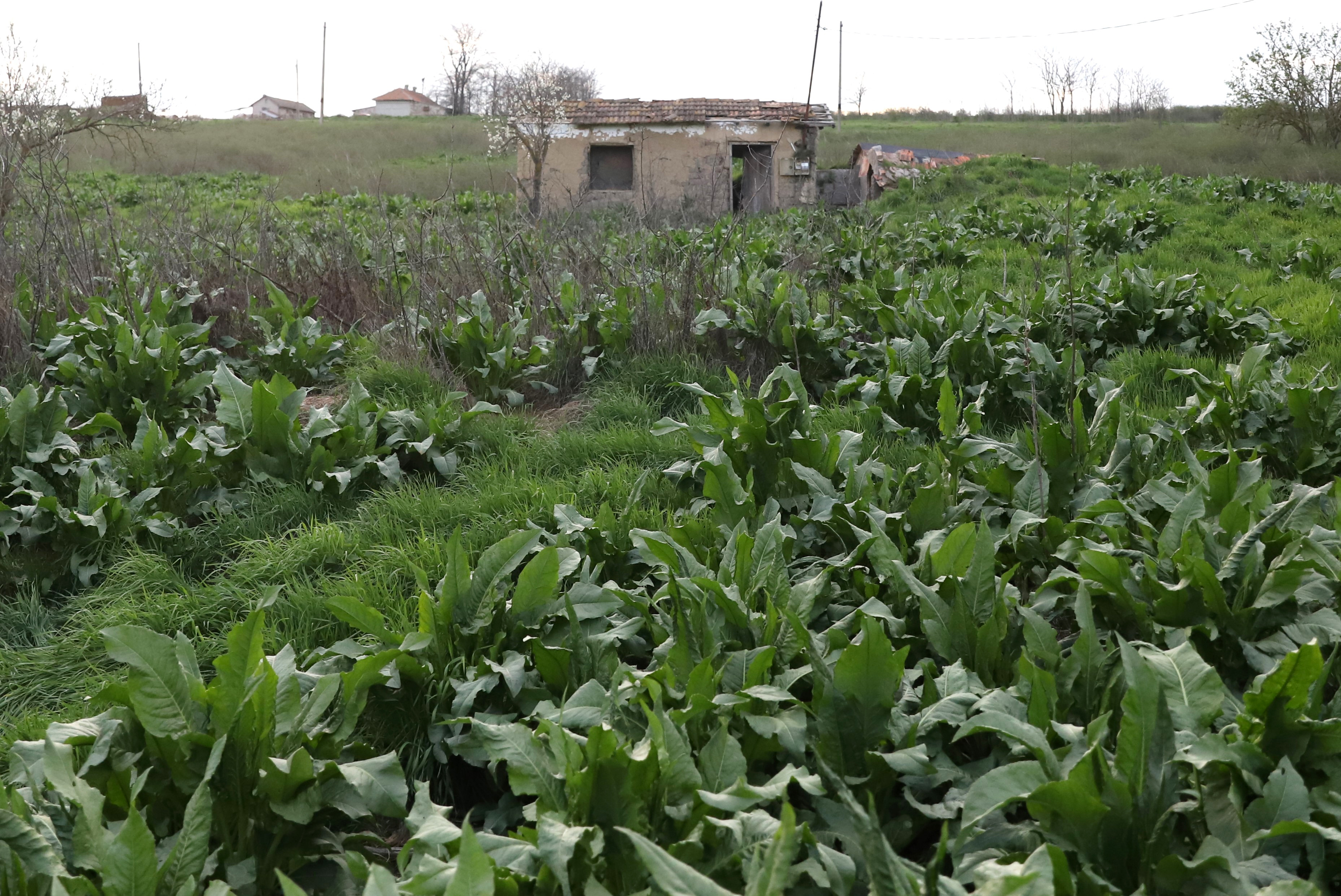 Doar șase oameni mai trăiesc în satul din Dobrogea unde s-a născut Sfântul Ioan Casian, care a zidit două mănăstiri la Marsilia