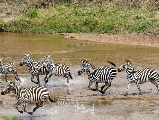Zebras run across the Sand River near the Ritz-Carlton Masai Mara Safari Camp in the Maasai Mara game reserve, along the Kenya-Tanzania border in Narok county, Kenya August 7, 2025. REUTERS/Thomas Mukoya