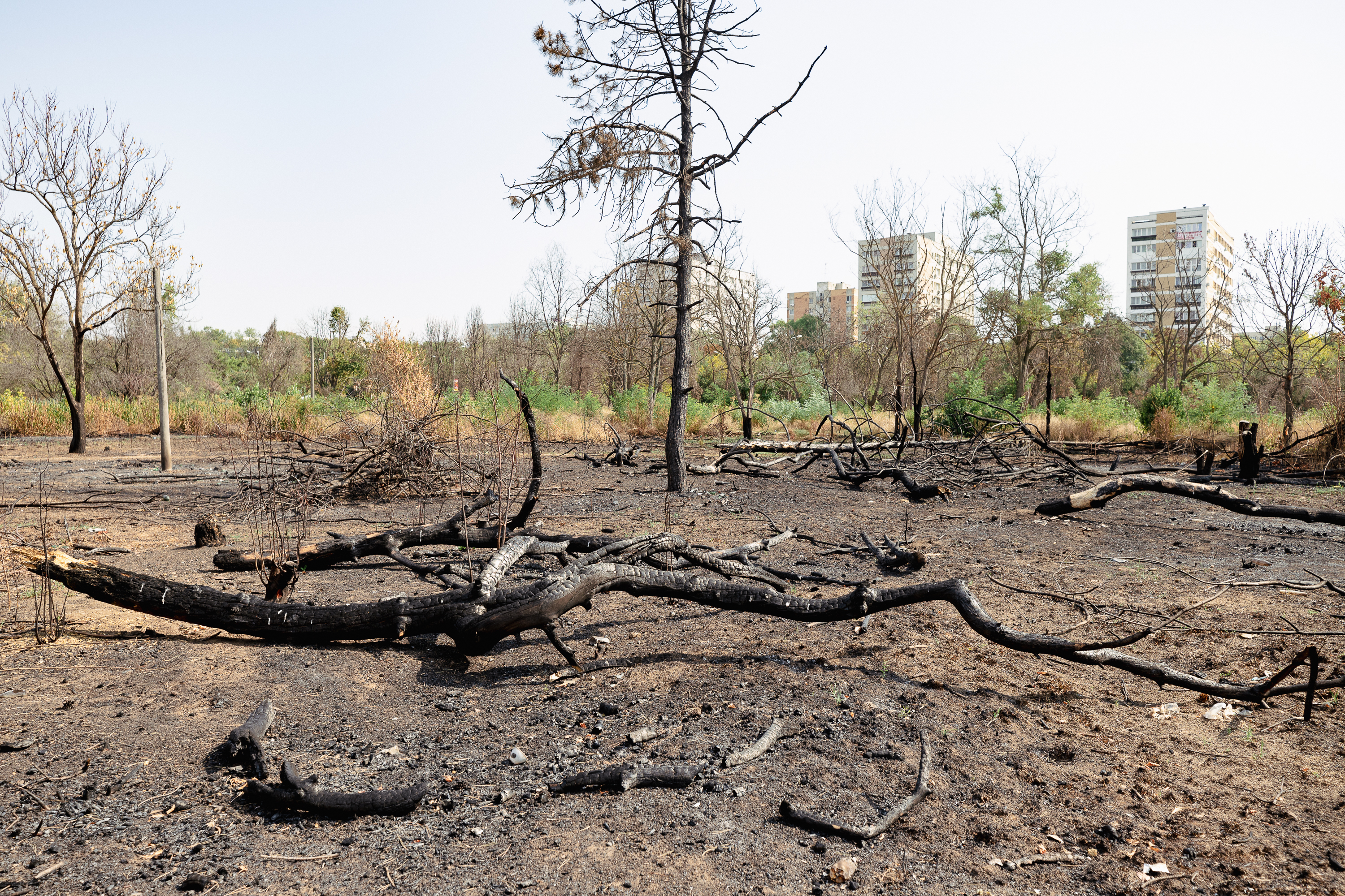 Revolta locuitorilor de lângă Parcul IOR care arde, iar copacii se usucă în mod misterios, sub ochii autorităților: „Ne credeți proști, domnule primar?”
