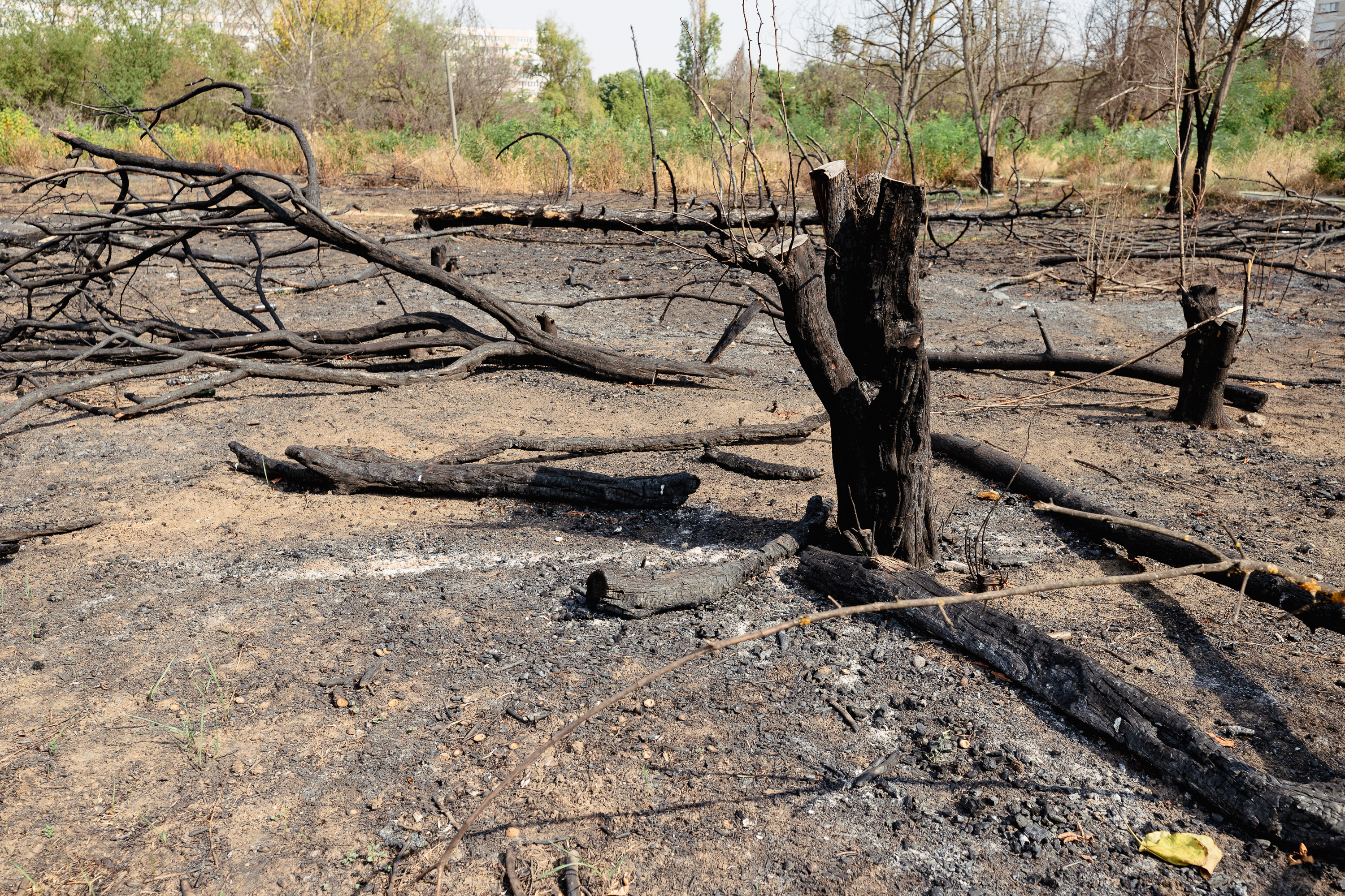 Revolta locuitorilor de lângă Parcul IOR care arde, iar copacii se usucă în mod misterios, sub ochii autorităților: „Ne credeți proști, domnule primar?”