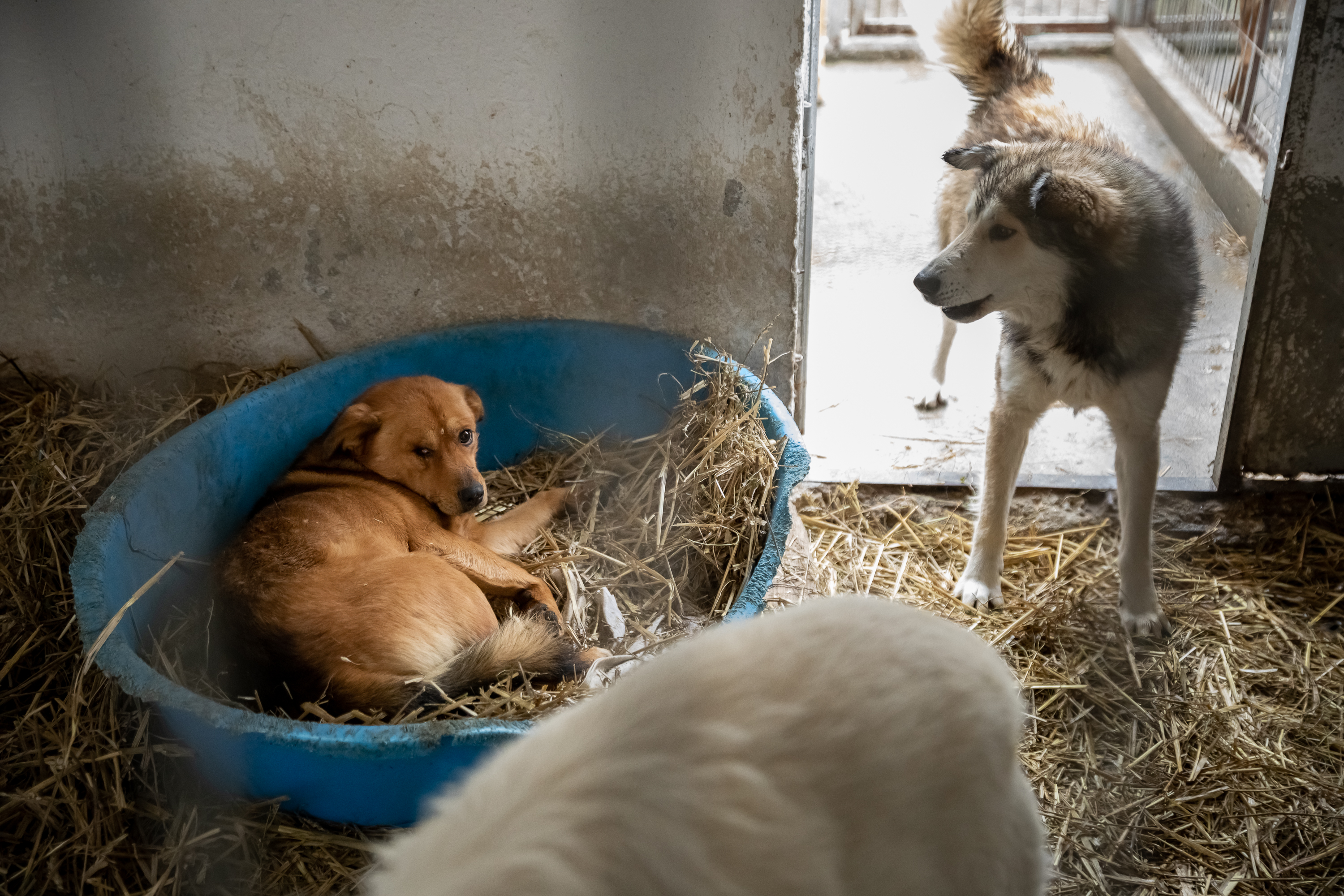 Poliţia Animalelor a împlinit un an. Peste o mie de animale salvate, zeci de dosare penale și 15 persoane arestate
