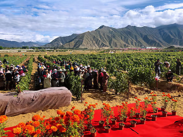 Bemutatjuk a világ legmagasabban fekvő szőlőültetvényét