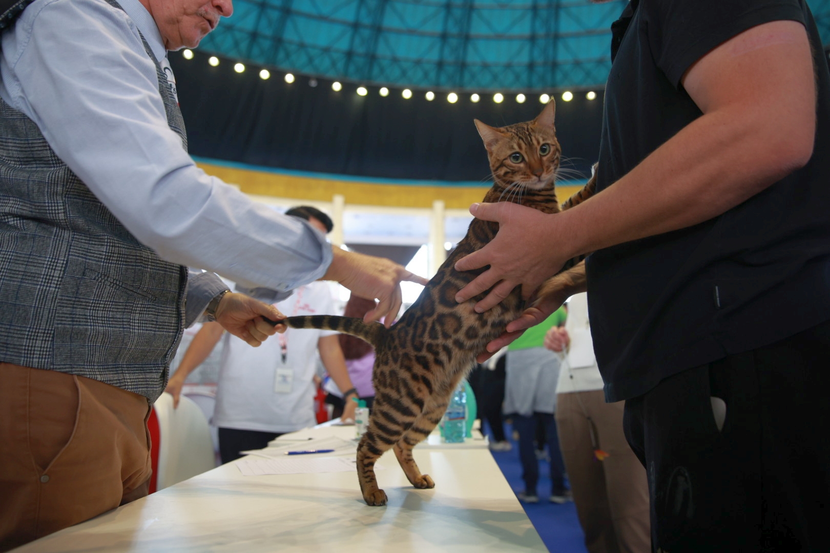 Libertatea a mers la Campionatul Mondial Felin. Bucureștiul, capitala mondială a pisicilor: peste 750 de feline din întreaga lume au strălucit la Romexpo