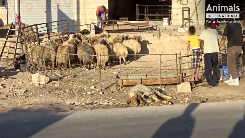 VIDEO/ Animale chinuite. Oile din România, tăiate pe stradă, în Iordania. Australia a oprit exportul către Iordania tocmai din cauza asta