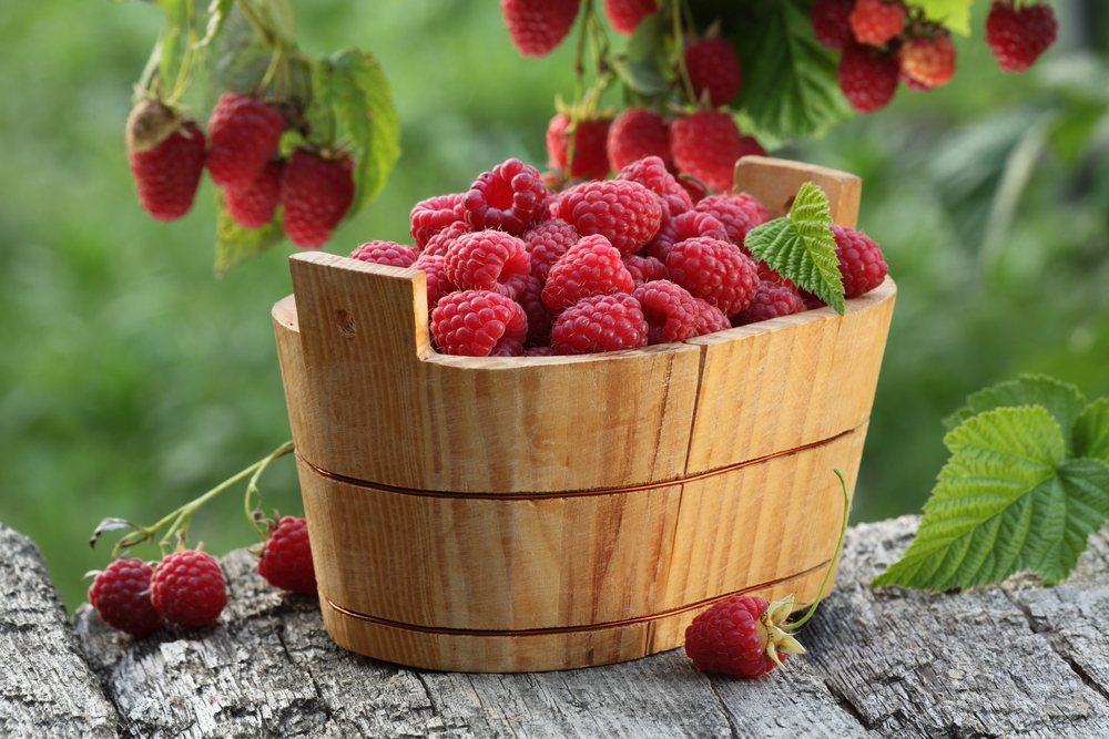 Zmeura - plantare, cultivare și îngrijire. Ce beneficii are consumul de fructe și ce rețete cu zmeură poți încerca