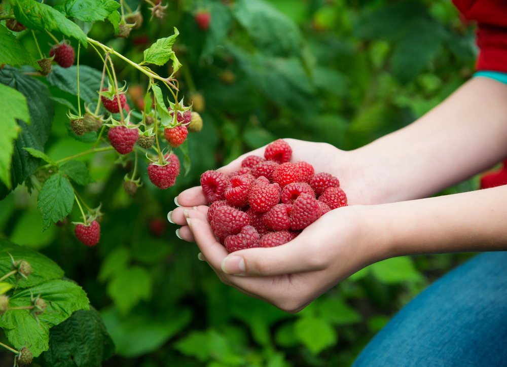 Zmeura - plantare, cultivare și îngrijire. Ce beneficii are consumul de fructe și ce rețete cu zmeură poți încerca