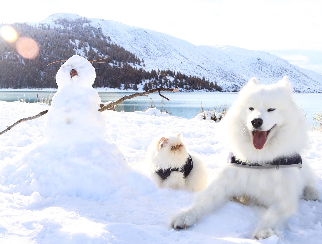 VIDEO | Prietenie la cataramă între un câine samoyed și o pisică persană