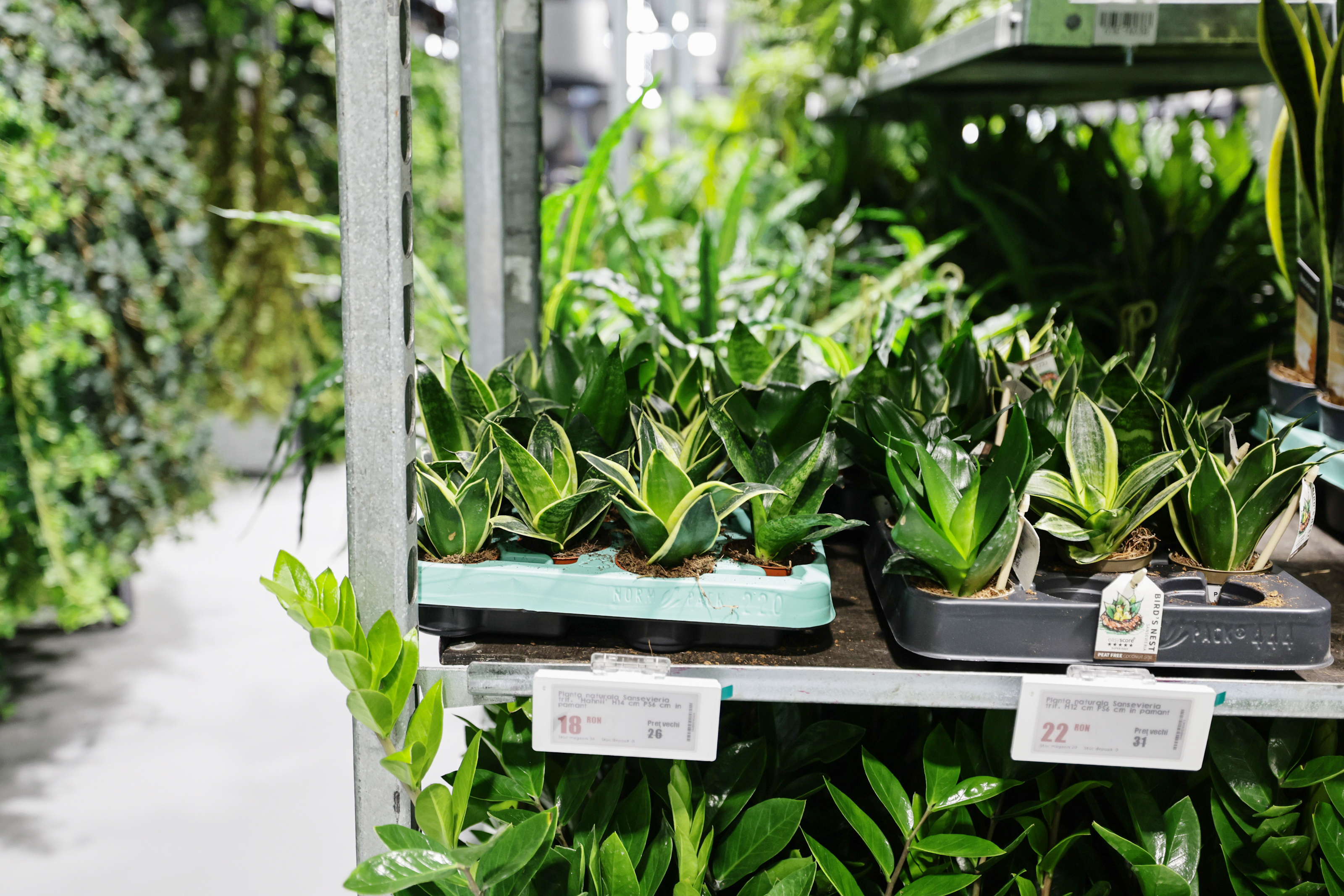 Mall-ul de plante din București are cinci niveluri cu peste 1.200 de soiuri, ghivece inteligente și un mesteacăn artificial care costă cât un apartament