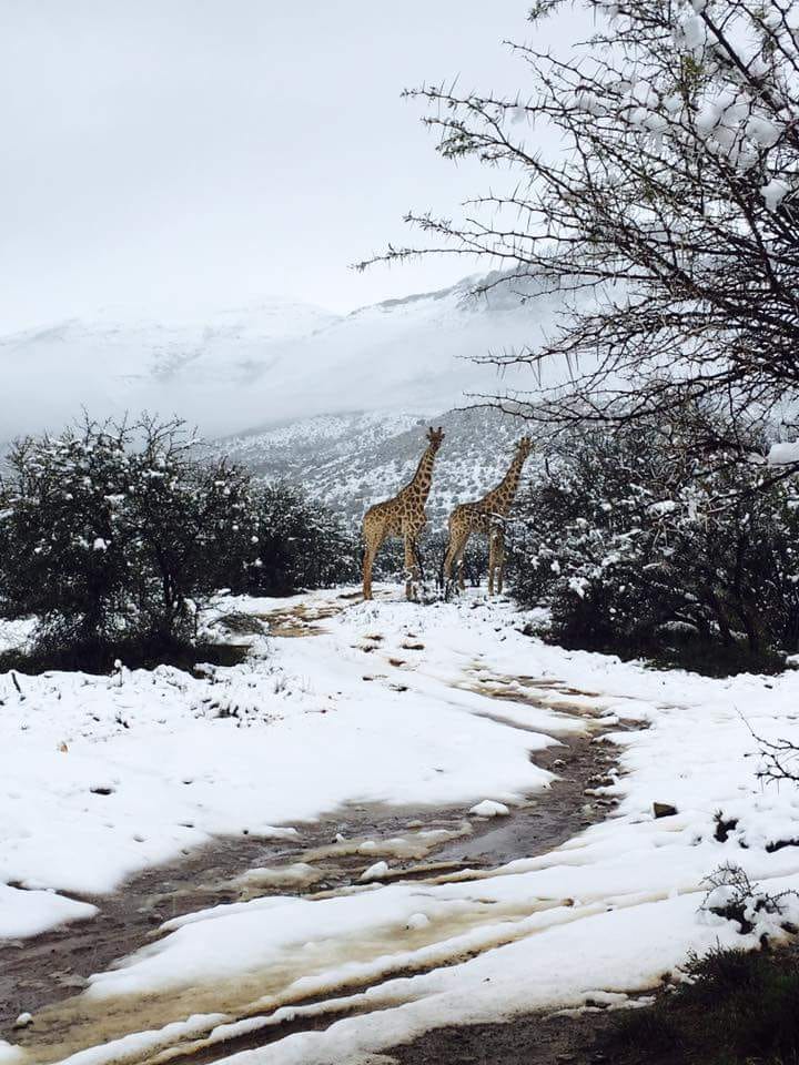 Imagini uimitoare cu elefanți și girafe în zăpadă surprinse în Africa de Sud