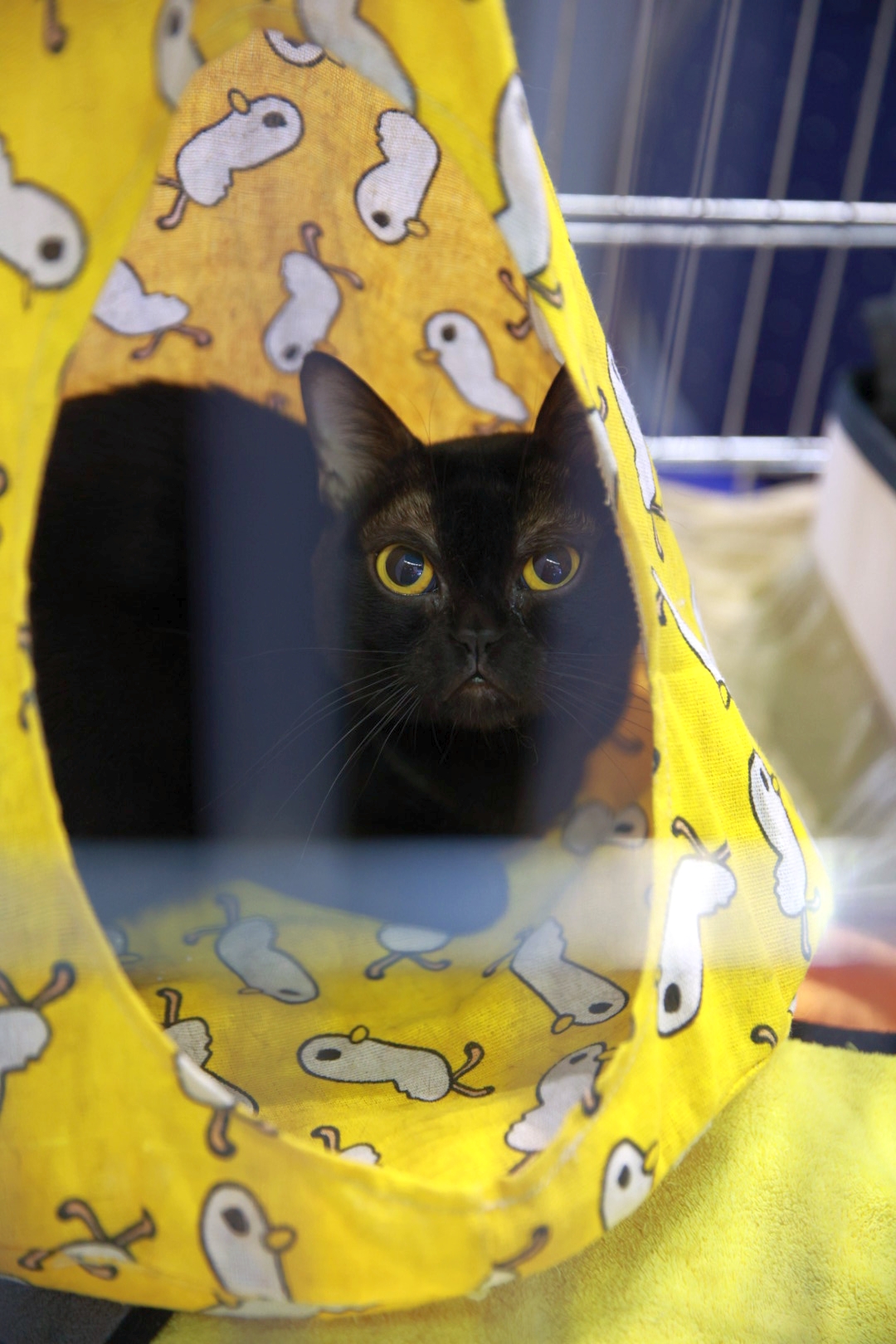 Libertatea a mers la Campionatul Mondial Felin. Bucureștiul, capitala mondială a pisicilor: peste 750 de feline din întreaga lume au strălucit la Romexpo