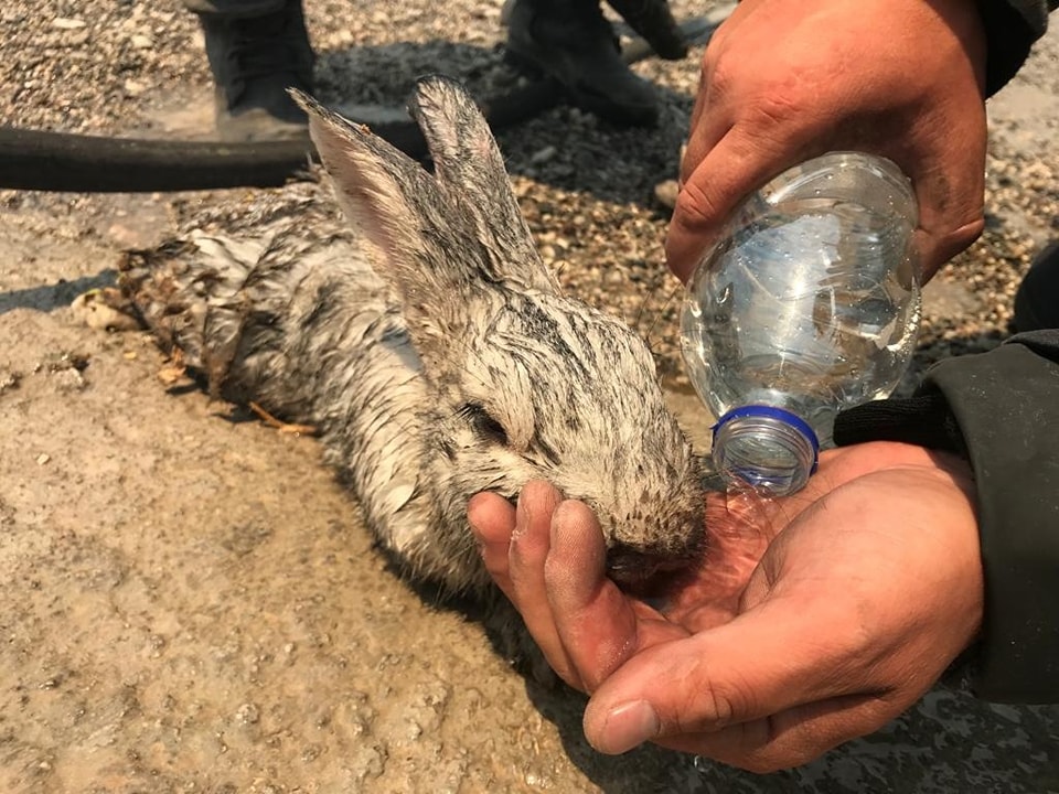Imagini video emoționante cu pompierii români ovaționați în Grecia: „Luptă de parcă incendiile ar pune în pericol casele lor”
