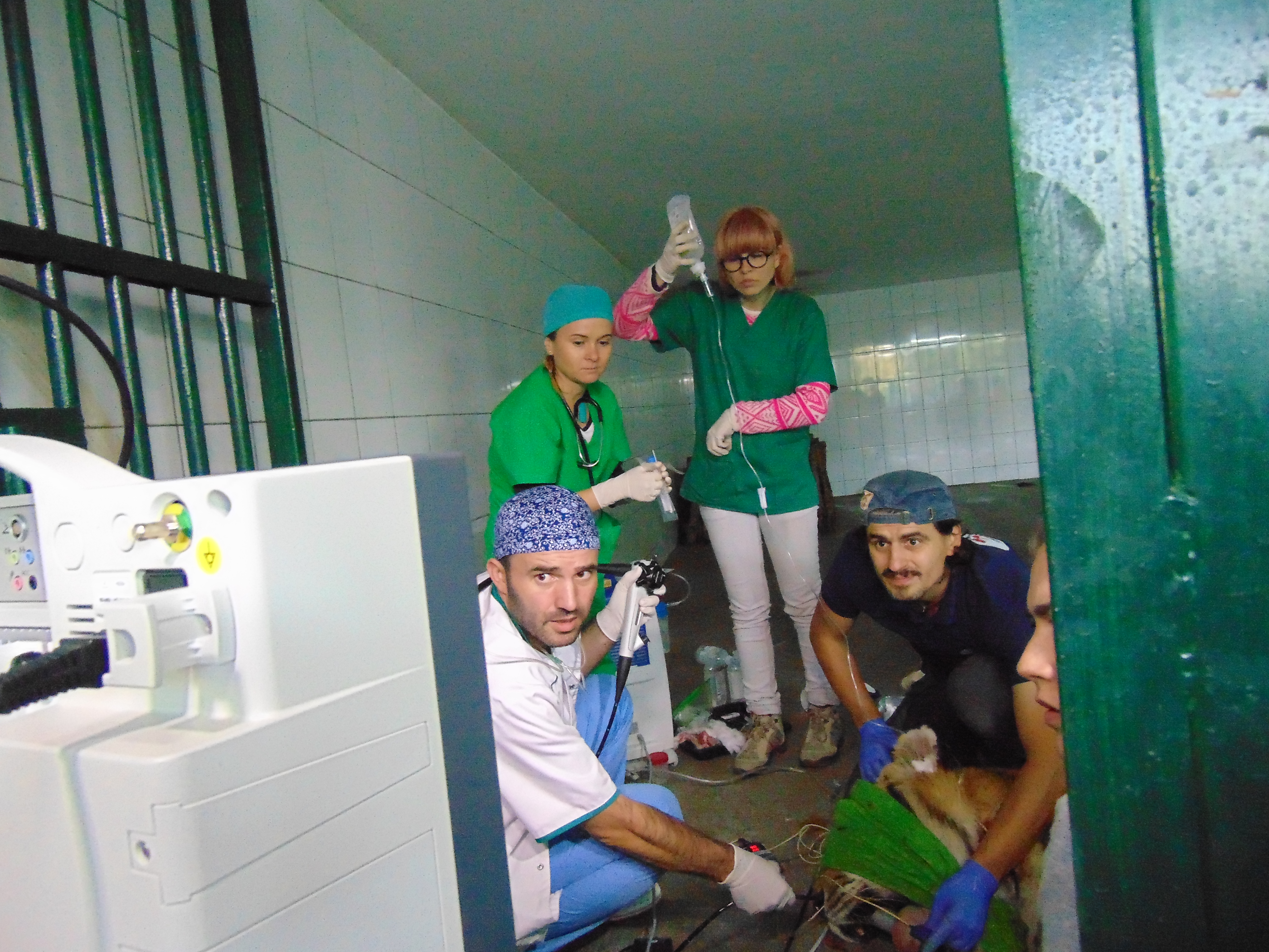 Premieră medicală la ZOO Galaţi! Tigrul a fost investigat chiar în cușcă! Desfășurare impresionantă de forțe GALERIE FOTO