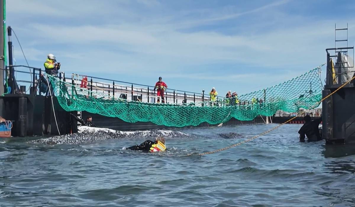 Timmy, balena blocată de două luni în apele Germaniei, a fost eliberată în Marea Nordului