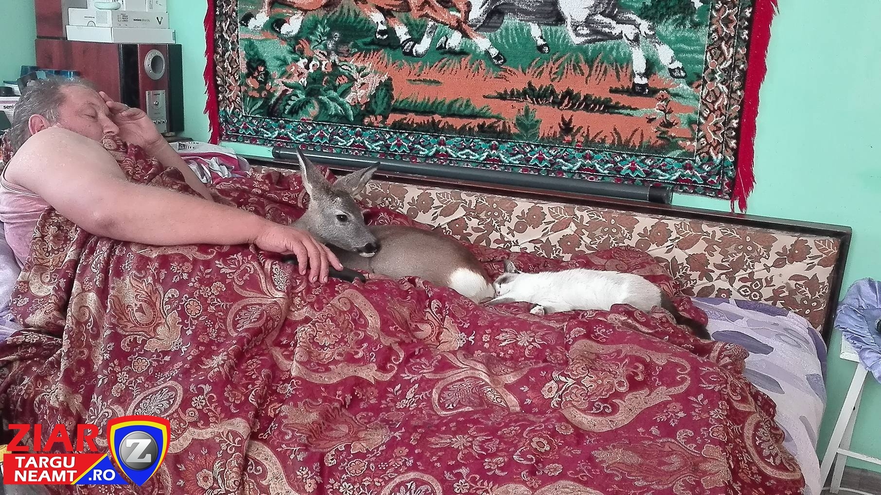 Pui de căprioară adoptat de doi soți din Târgu Neamţ, ambii în scaun cu rotile | FOTO
