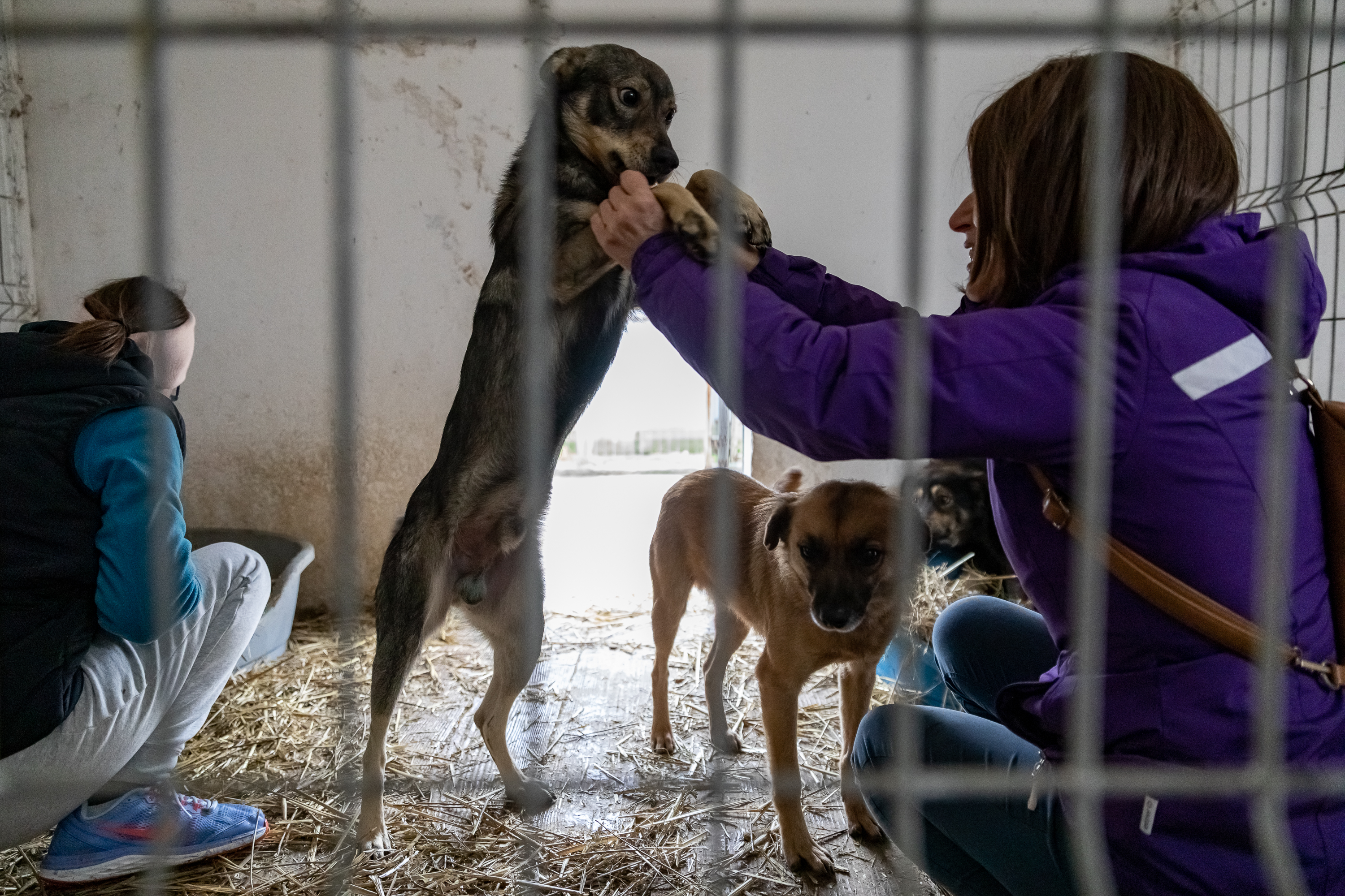 Poliţia Animalelor a împlinit un an. Peste o mie de animale salvate, zeci de dosare penale și 15 persoane arestate