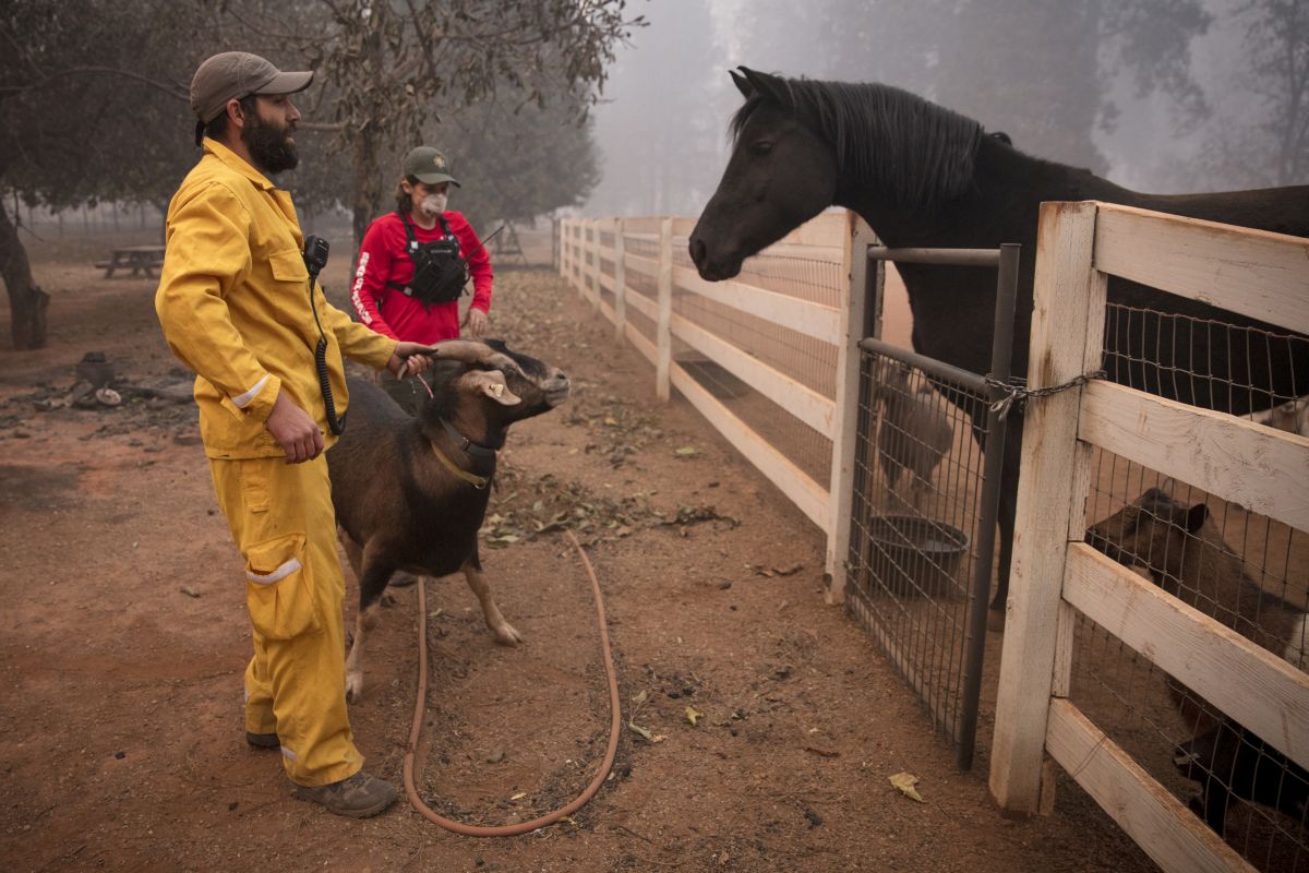 Sandra Bullock donează 100.000 de dolari pentru a ajuta la salvarea animalelor prinse în incendiile din California