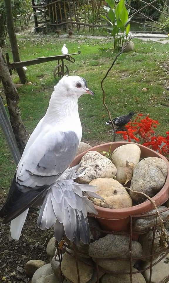 Trei frați pompieri și grădina lor zoologică! Au transformat curtea casei părintești într-un adăpost pentru animale