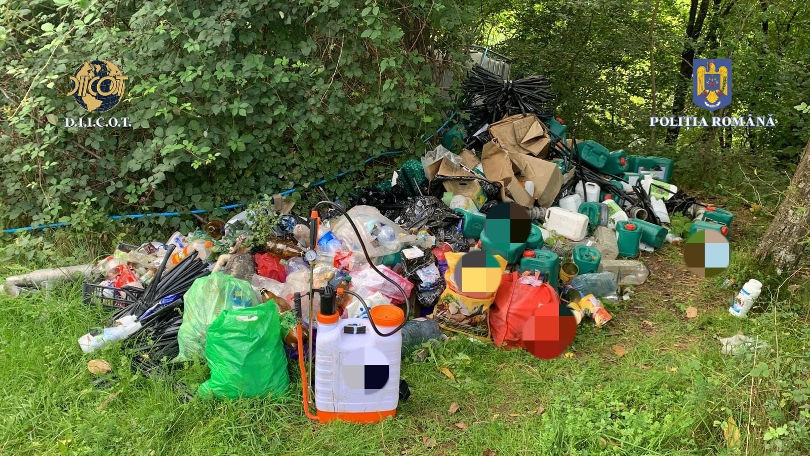 Sute de kilograme de canabis, găsite de procurorii DIICOT, în urma unor percheziţii în Caraș-Severin