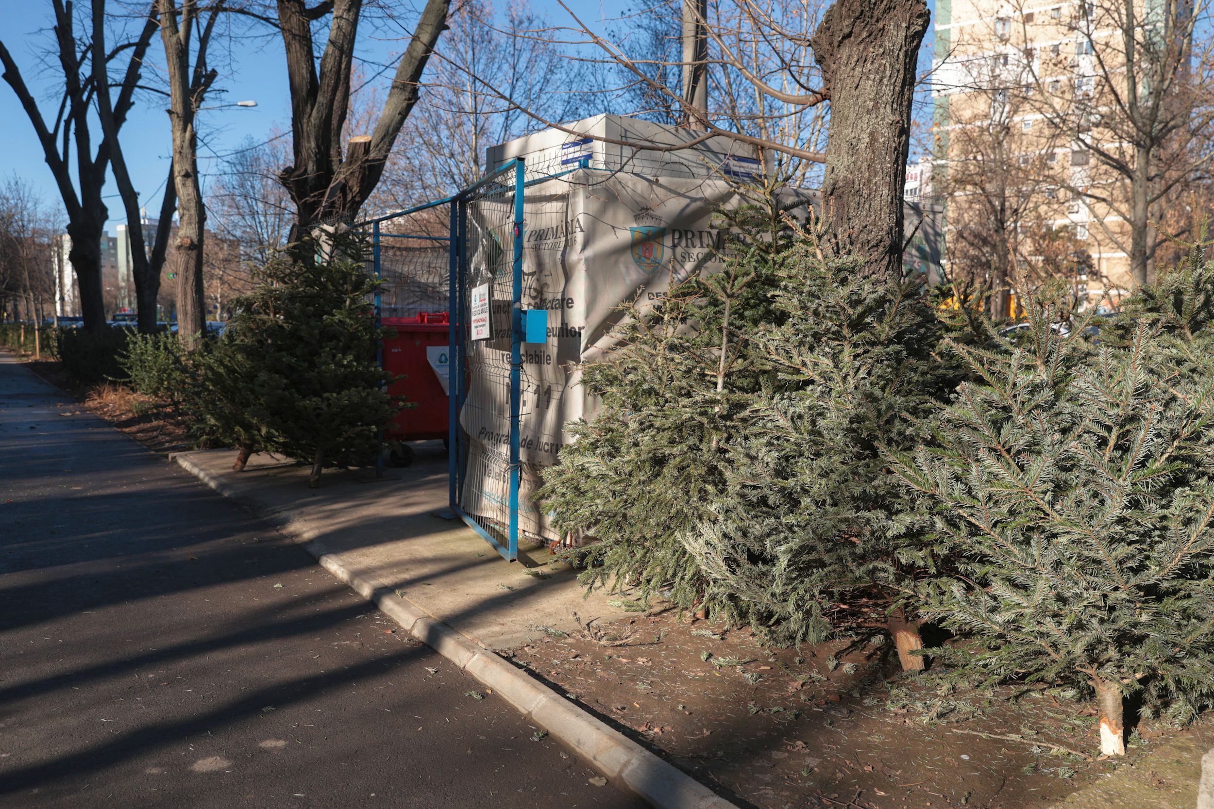 Ce facem cu brazii după Sărbători? Cum arată procesul de colectae și tocare a pomilor care se întorc în natură ca îngrășământ 